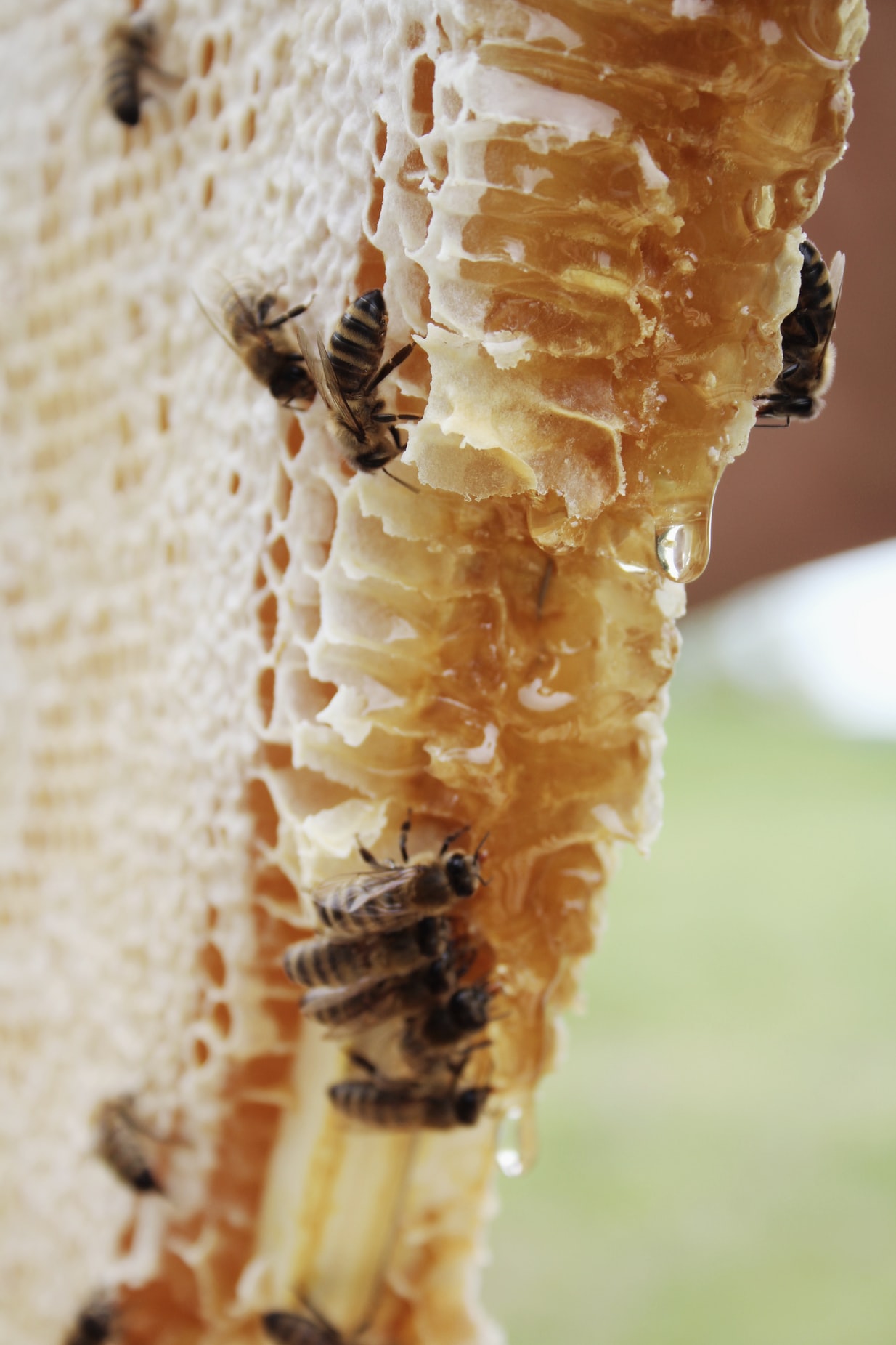 It also collects and processes tonnes of honey from beekeepers all over Albania, where there are some 360,000 registered hives.