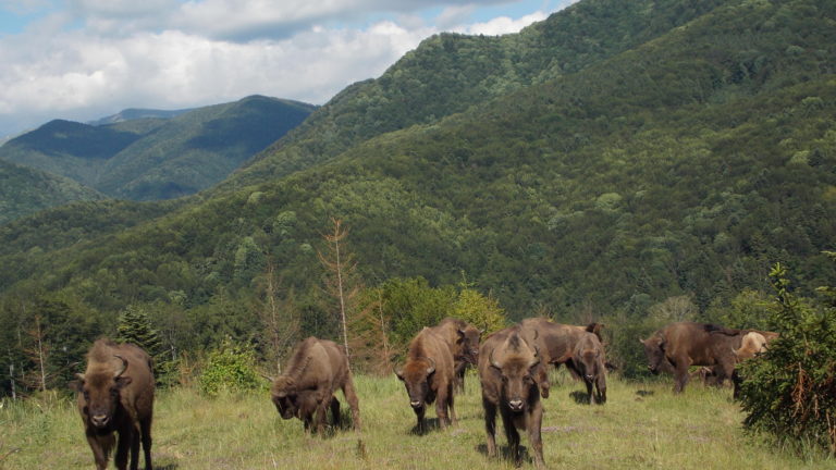 Rewilding efforts in Romania have generated some impressive results, with over 100 bison roaming free.