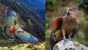 New Zealand’s Kea: 8 things you probably didn’t know about these highly intelligent Mountain Parrots