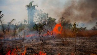 7 Amazon countries sign rainforest protection pact in response to wildfires
