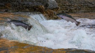 Endangered chinook salmon will again swim in California’s McCloud River after 80 years absence