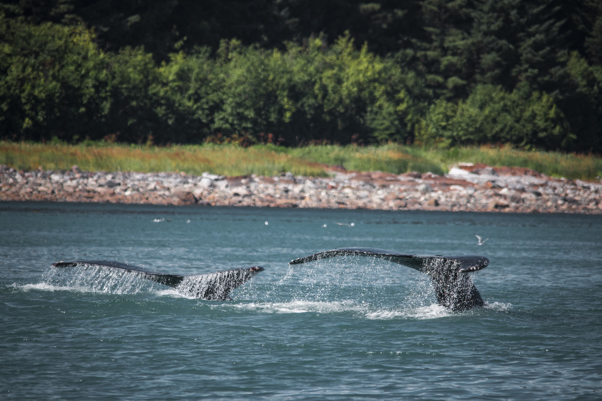 Iceland decided to resume whaling in 2003 in opposition to the International Whaling Commission’s (IWC) 1986 commercial whaling ban.