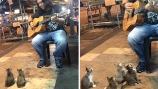 This Busker Was Being Ignored By Everyone When 4 Kittens Sat Down To Watch The Show