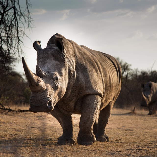 About 3,549 white rhinos and 268 black rhinos remain in the Kruger Park. Though this number has decreased sharply from 2010, when the rhino population was over 10,000, progress is being made.