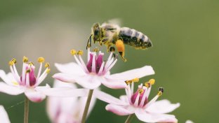 Minnesota to Pay Homeowners Who Replace Lawns with Bee-Friendly Wildflowers