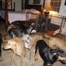 This Woman Opened Her Home to 97 Rescue Dogs to Protect Them From Hurricane Dorian