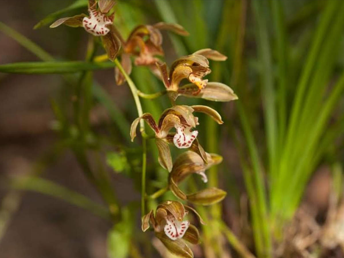 - one of the many a species of orchid found in Punshilok