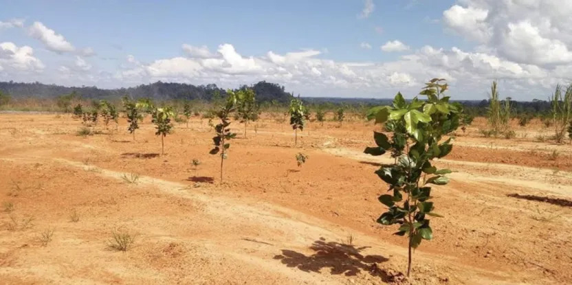 Pongamia plantation on the site of a former coal mine in Central Kalimantan, Indonesia.