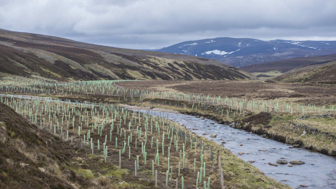 Scotland is planting millions of trees beside rivers and streams to protect wild salmon