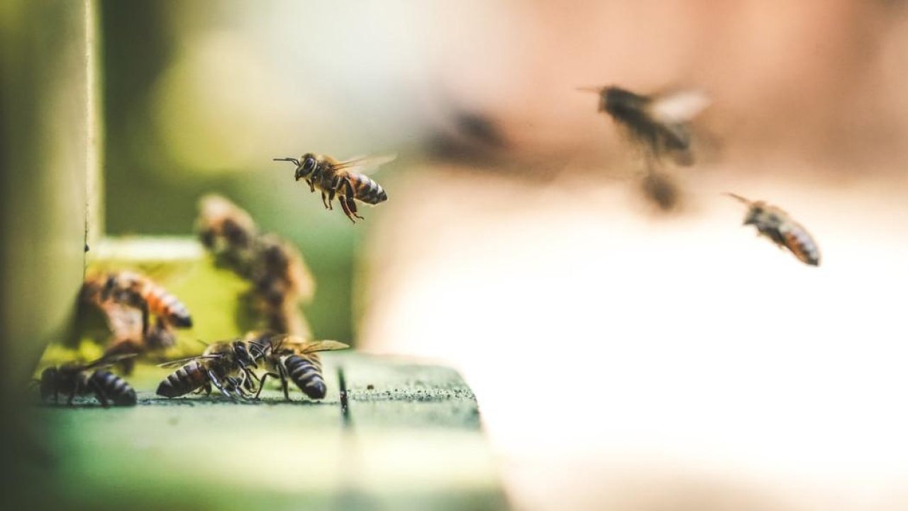 Estados Unidos notifica un aumento en el número de abejas