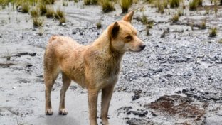 &#8216;Extinct&#8217; mountain dogs rediscovered in the wild