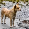 &#8216;Extinct&#8217; mountain dogs rediscovered in the wild