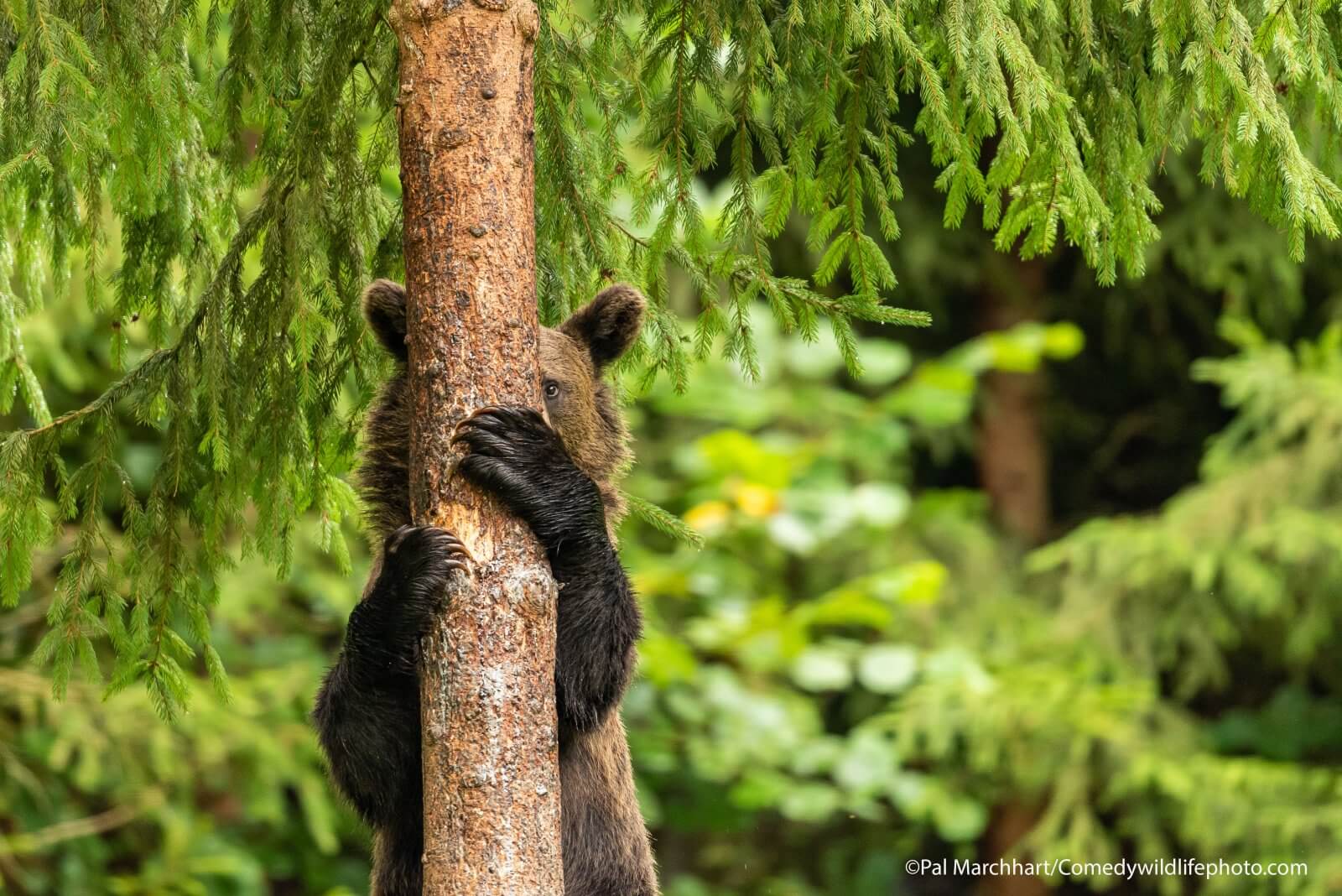 Un oso joven desciende de un árbol con el que parece que esta jugando al escondite