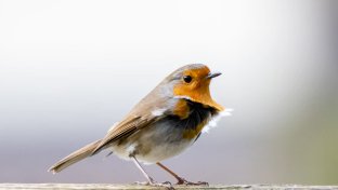 Study Reveals Birds Are Linked to Happiness Levels
