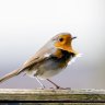 Study Reveals Birds Are Linked to Happiness Levels
