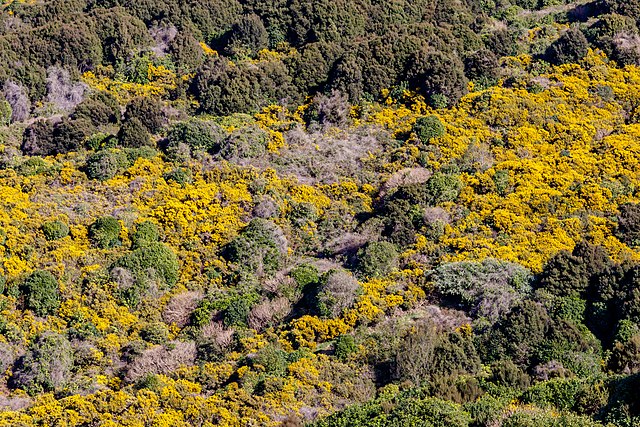 Reserva de Hinewai, Peninsula de Banks, Canterbury, Nueva Zelanda. El helecho amarillo aporta un toldo protector que crea sombra, y así el helecho muere.