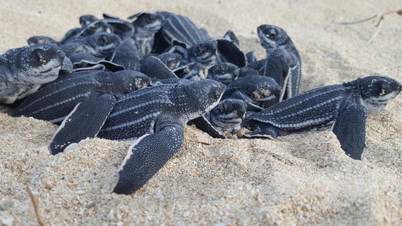 Thailand sees record of rare sea turtle hatchlings as coronavirus pandemic clears beaches