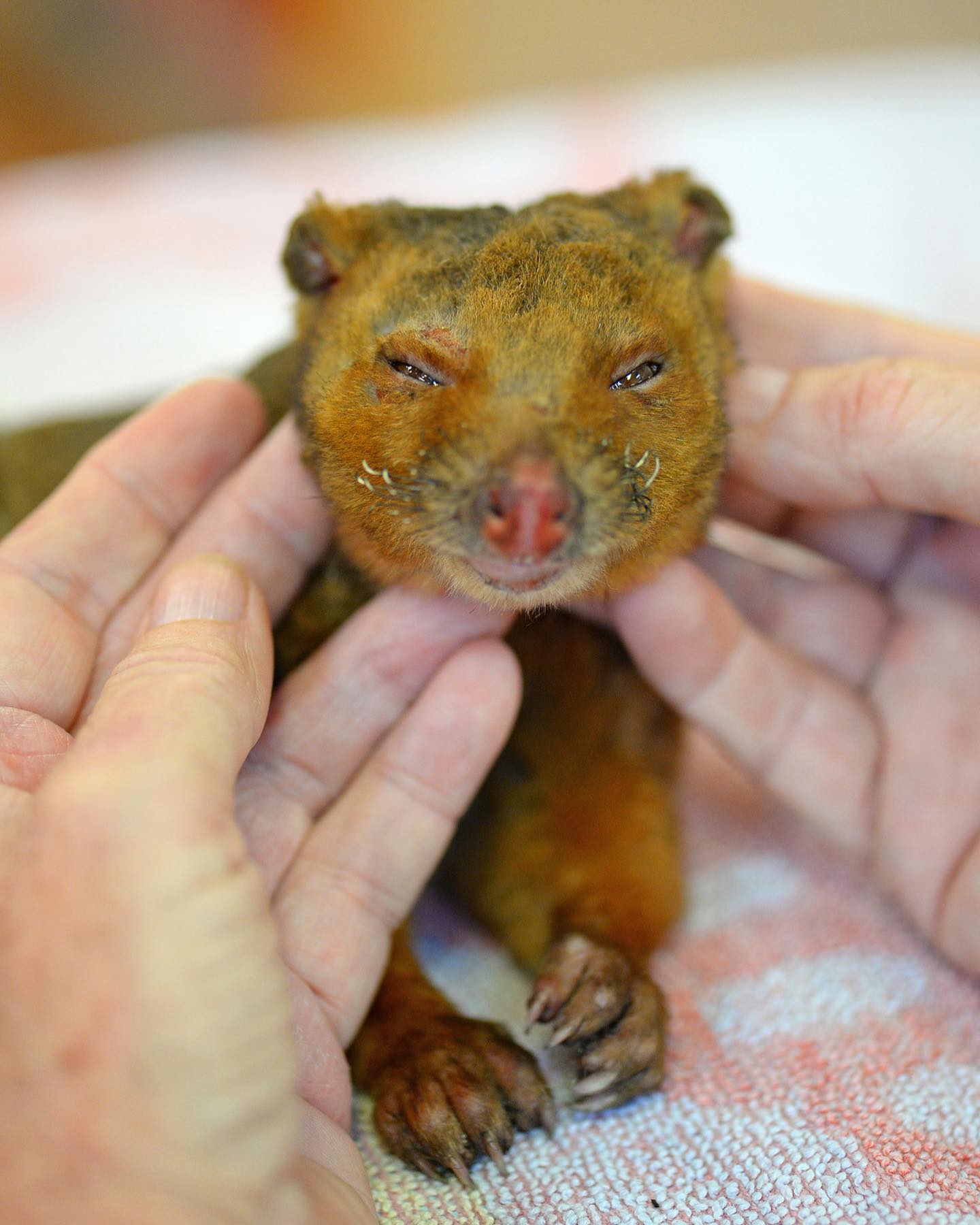 Blossom the Possum was admitted to the Australia Zoo Wildlife Hospital after being caught in one of the bushfires burning in other parts of Queensland but unfortunately succumbed to her injuries a short time later.