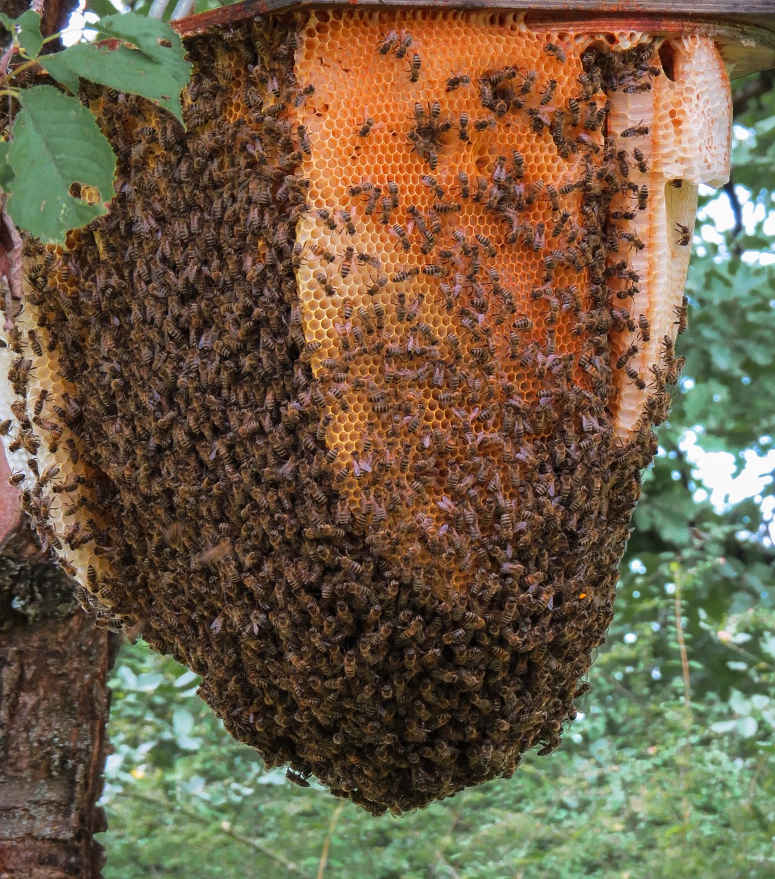 Bumblebee nests usually only last a season and most solitary species are unlikely to cause a problem. Most bees rarely sting unless provoked. .
