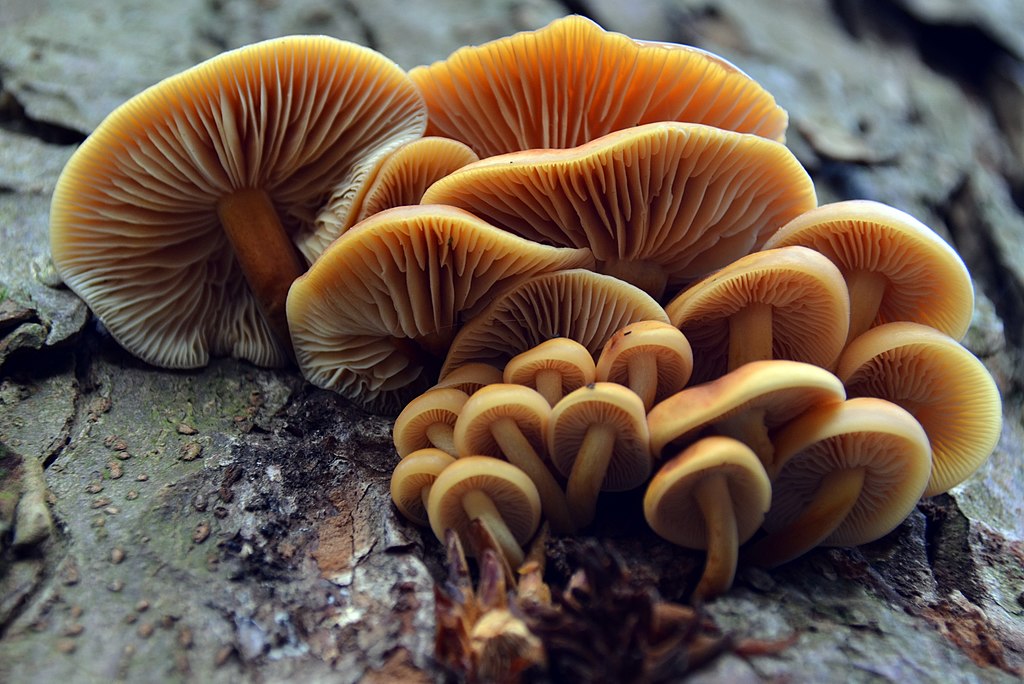 (GB= Winter mushroom, Golden needle mushroom, Velvet stem, Enoki, D= Gemeiner Samtfußrübling, F= Collybie à pied velouté, NL= Gewoon fluweelpootje).