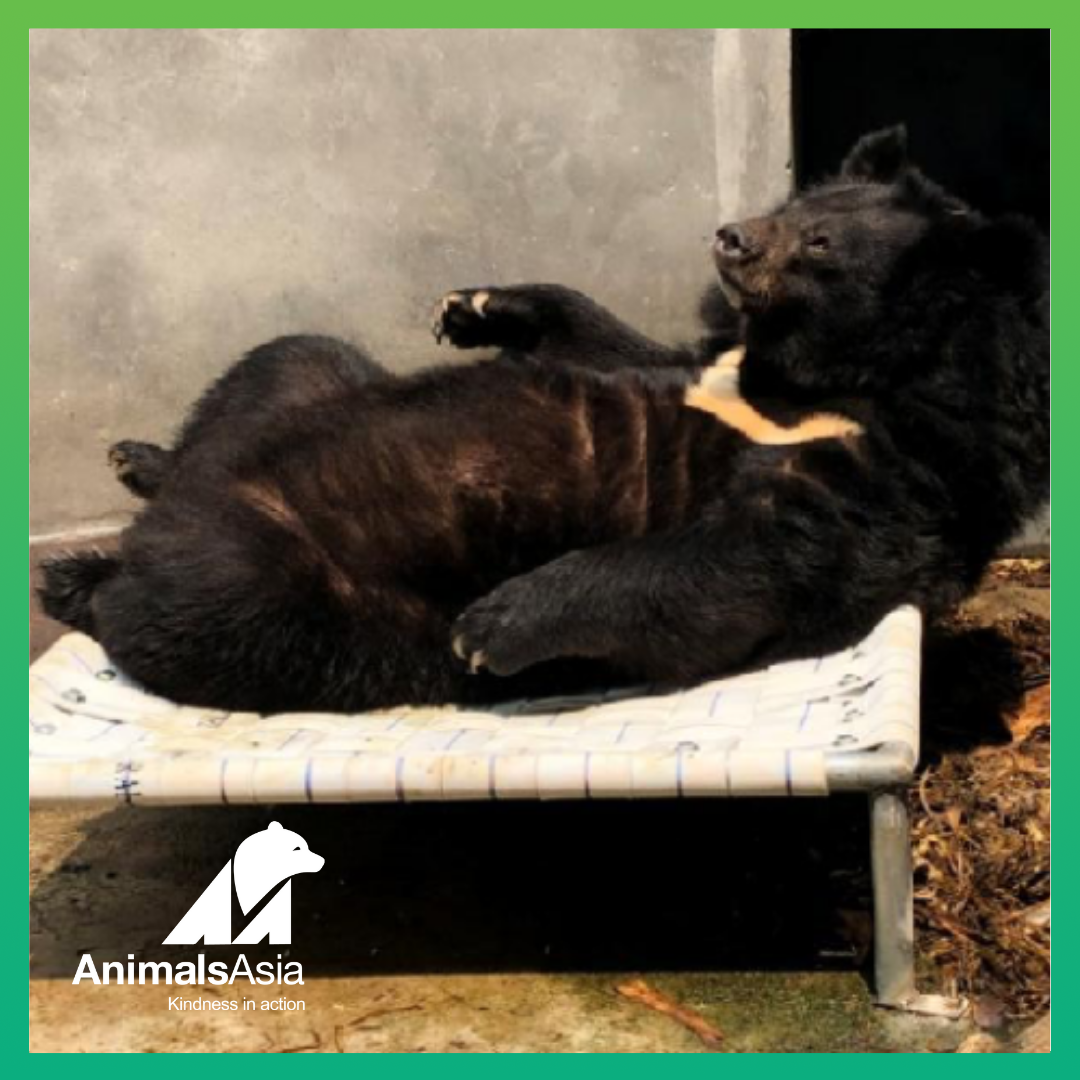These bears need a lifetime of continual kindness and specialist care.