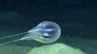 Scientists identify new deep-sea blob species using only video footage