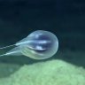 Scientists identify new deep-sea blob species using only video footage
