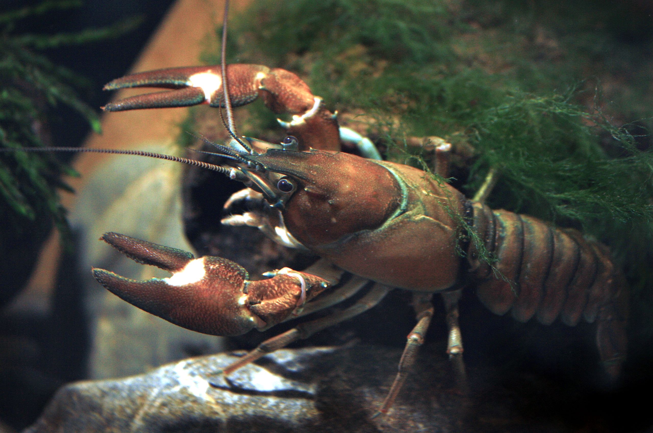 It was introduced to Europe in the 1960s to supplement the North European Astacus astacus fisheries, which were being damaged by crayfish plague, but the imports turned out to be a carrier of that disease. The signal crayfish is now considered an invasive species across Europe, Japan, and California ousting native species there.