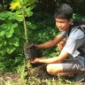 Philippines passes law requiring students to plant 10 trees if they want to graduate