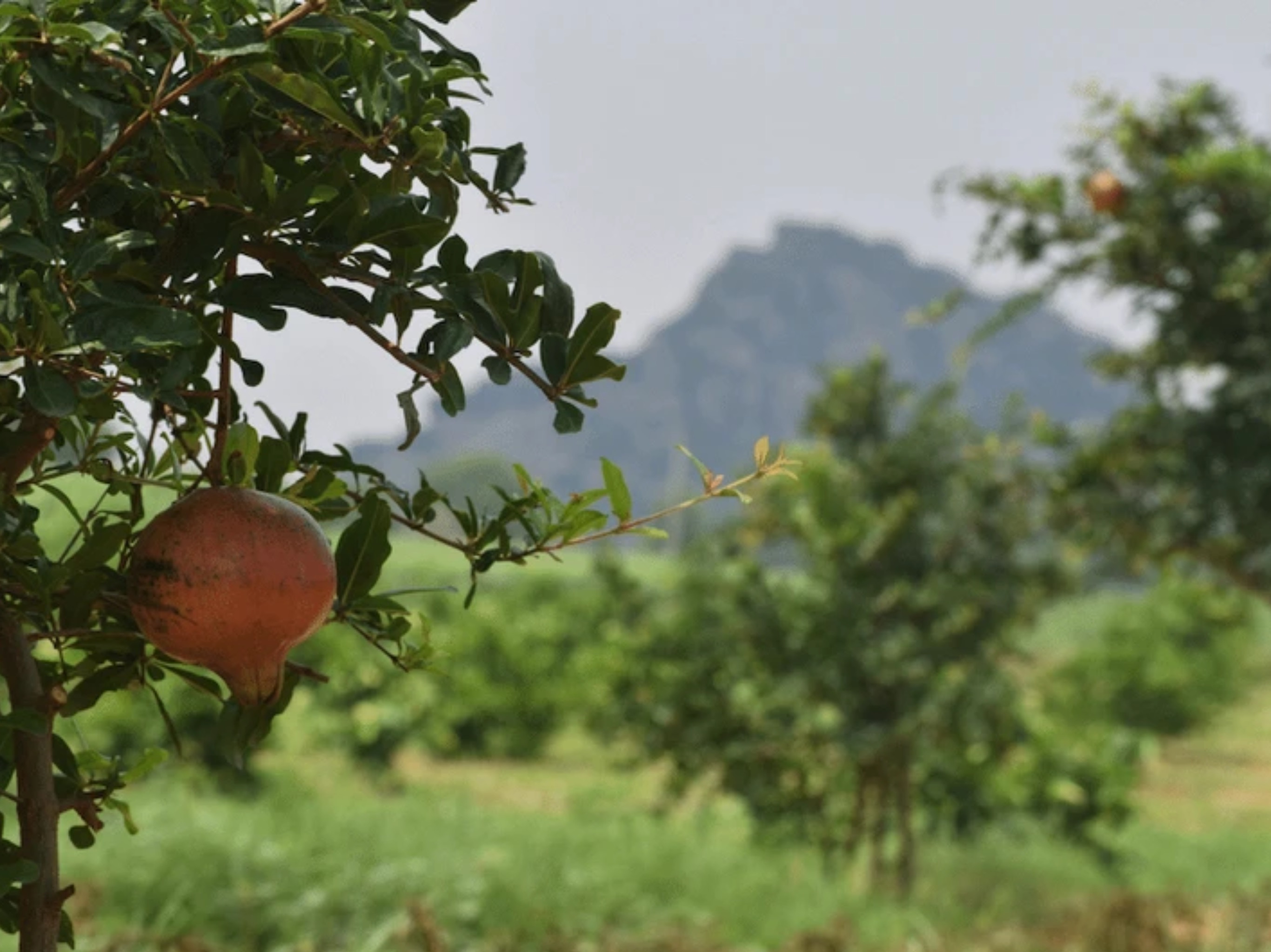 By working with village leaders and community organisations, fast-growing and high yielding fruit tree saplings are provided to those in need, expertise is shared, and a green movement continues to grow.