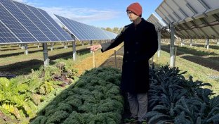 Colorado ‘solar garden’ grows crops under the solar panels that provide power for 300 homes annually
