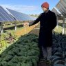 Colorado ‘solar garden’ grows crops under the solar panels that provide power for 300 homes annually