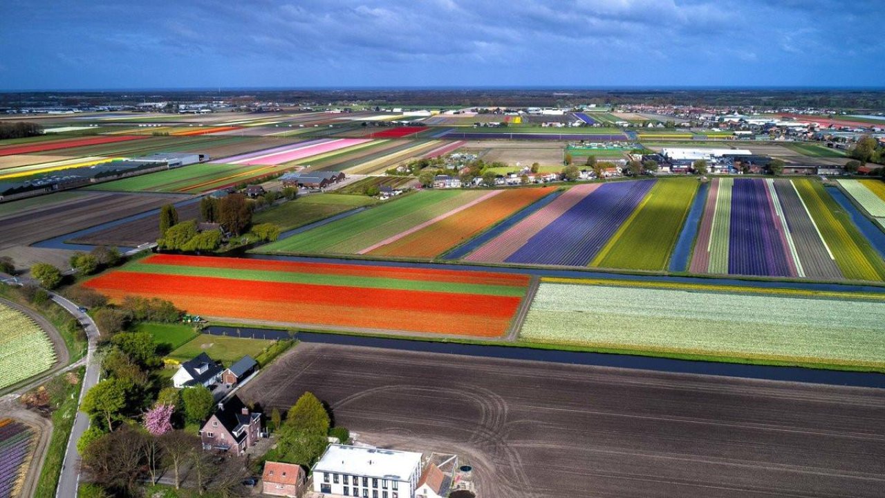 La primavera ha florecido en los campos de tulipanes holandeses como un mosaico de vibrantes colores