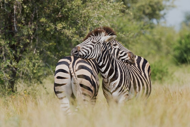 Collecting hugs is excellent for your ticker, in more ways than one!