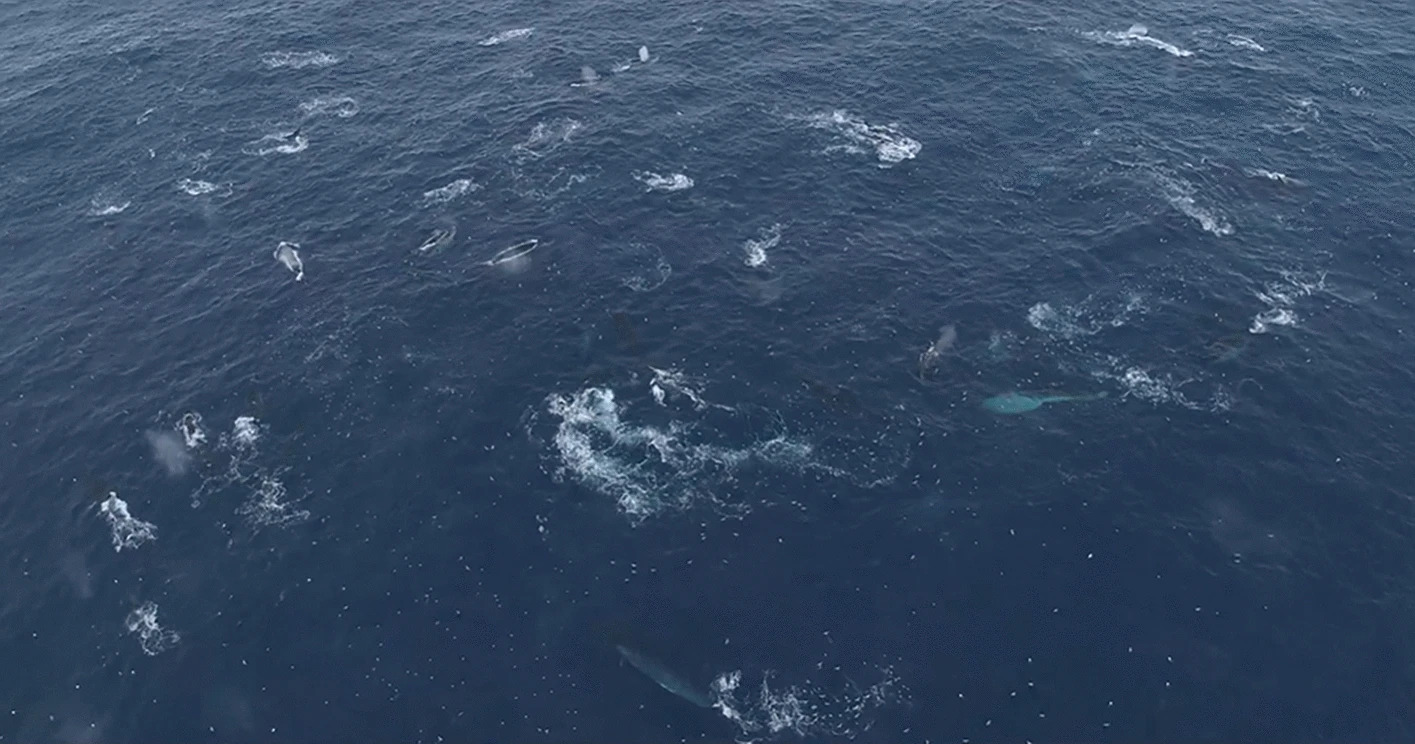 Aerial view on a section of the active feeding aggregation of ~ 70 fin whales encountered during ship transit on RV Polarstern expedition PS112 in 2018, filmed by drone. ©BBC