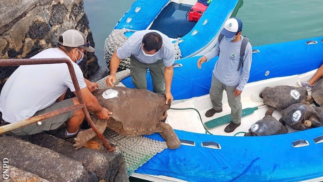 “The work is strong but the commitment is stronger; the 12 females, weighing an average of 77 lbs, were carried by a single person, while for the 3 males whose weight exceeded 120 lbs, two people were needed in relays.” said Danny Rueda, Director of the Galapagos National Park.