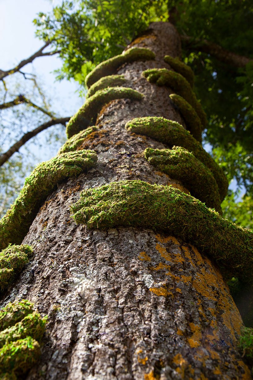 Los árboles son un incalculable activo que contribuye de muchas formas al balance del ecosistema en el que vivimos”.