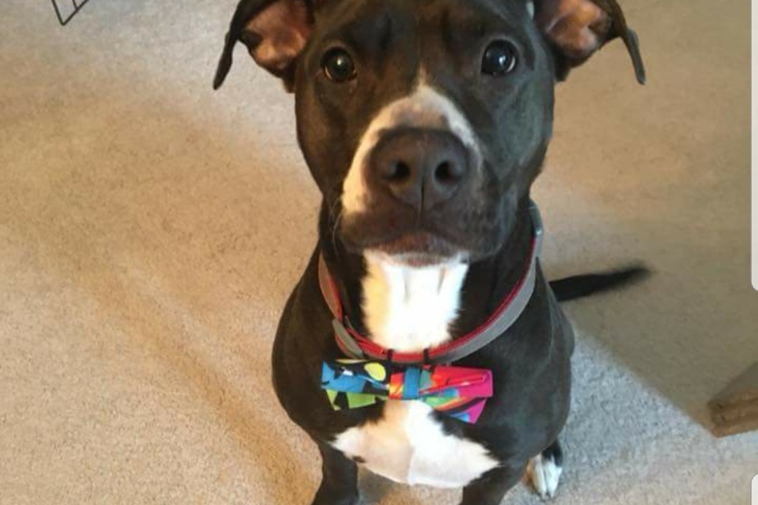 Darius's PAW-some mission is to visit 5+ states to volunteer at different shelters and adoption centers assisting with the care of their shelter dogs, helping with adoption events as well as getting them cute and dapper in his snazzy bow ties in hopes of getting as many dogs as he can adopted this summer.
