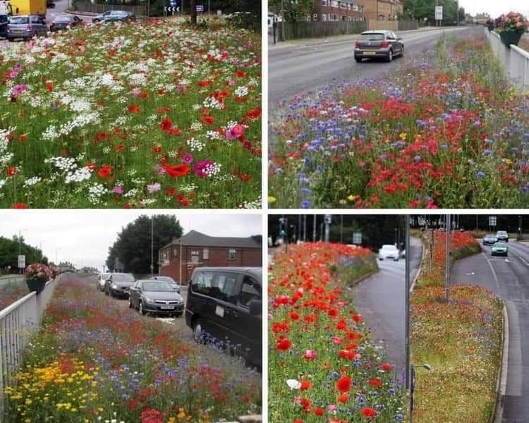 Rotherham Council’s Cabinet Member for Cleaner, Greener Communities, Councillor Sarah Allen, said: “As well as producing a delightful display of colour through the summer months, this provides a habitat for many insects including bees, and we were really pleased to see this recognised by the British Bee Keeping Association and so many others on social media over the last few days.”