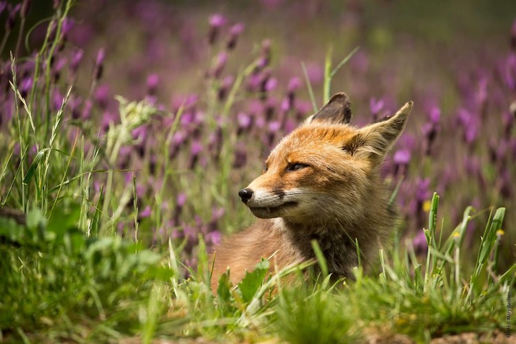 In Italy, photographer Mary Bassani captured a snapshot of a peaceful-looking fox sat among a field of tall lavender. “I was photographing blue magpies, and suddenly this beautiful red fox appeared from the bushes,” said Bassani. “The fox is one of my favorite animals and I never imagined seeing it in these circumstances, surrounded by lavender flowers. It was an exciting day.”
