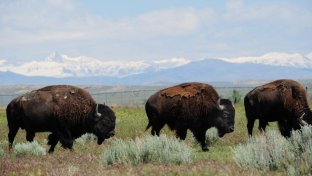 Bison Return to Lakota Reservation for First Time in 150 Years