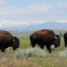 Bison Return to Lakota Reservation for First Time in 150 Years