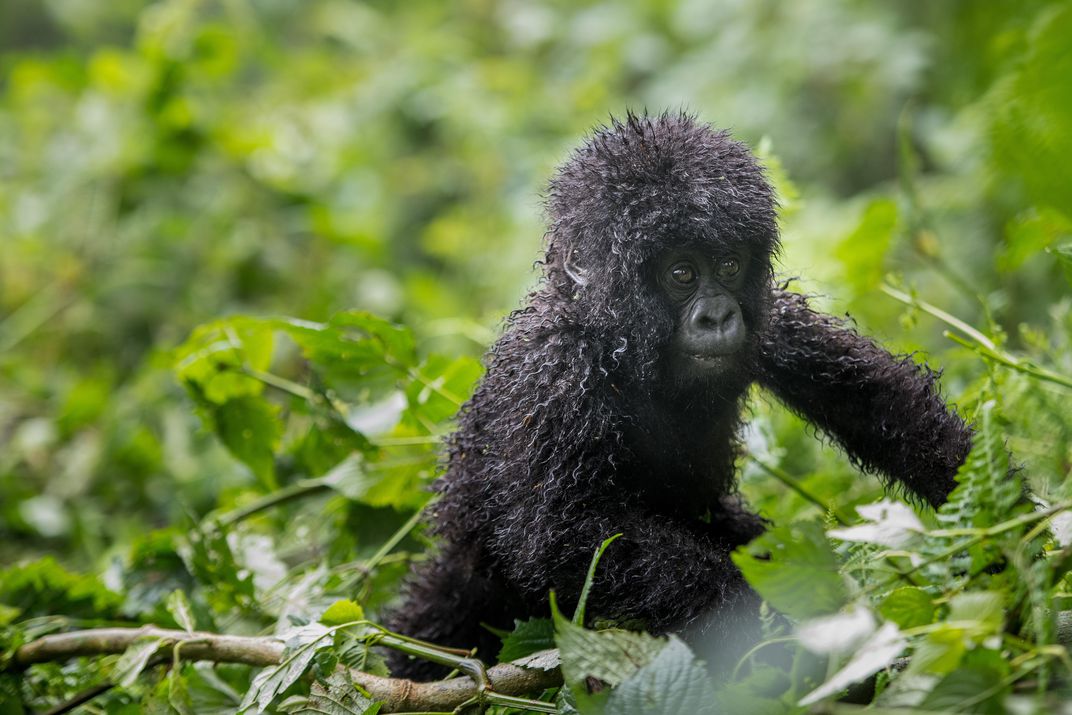 A mountain gorilla tour is costly: approximately $1,500 in Rwanda, $700 in Uganda and $400 in DRC. A significant share of the proceeds and park entry fees goes back to the villages. These revenues are being used to build schools, roads, cisterns and other infrastructure. Better roads mean local farmers can more easily get their products to market, and kids can more easily get to school. Community members are being hired to serve as porters and guides for gorilla tours.
A beneficial relationship has formed: When mountain gorillas prosper, so do communities.