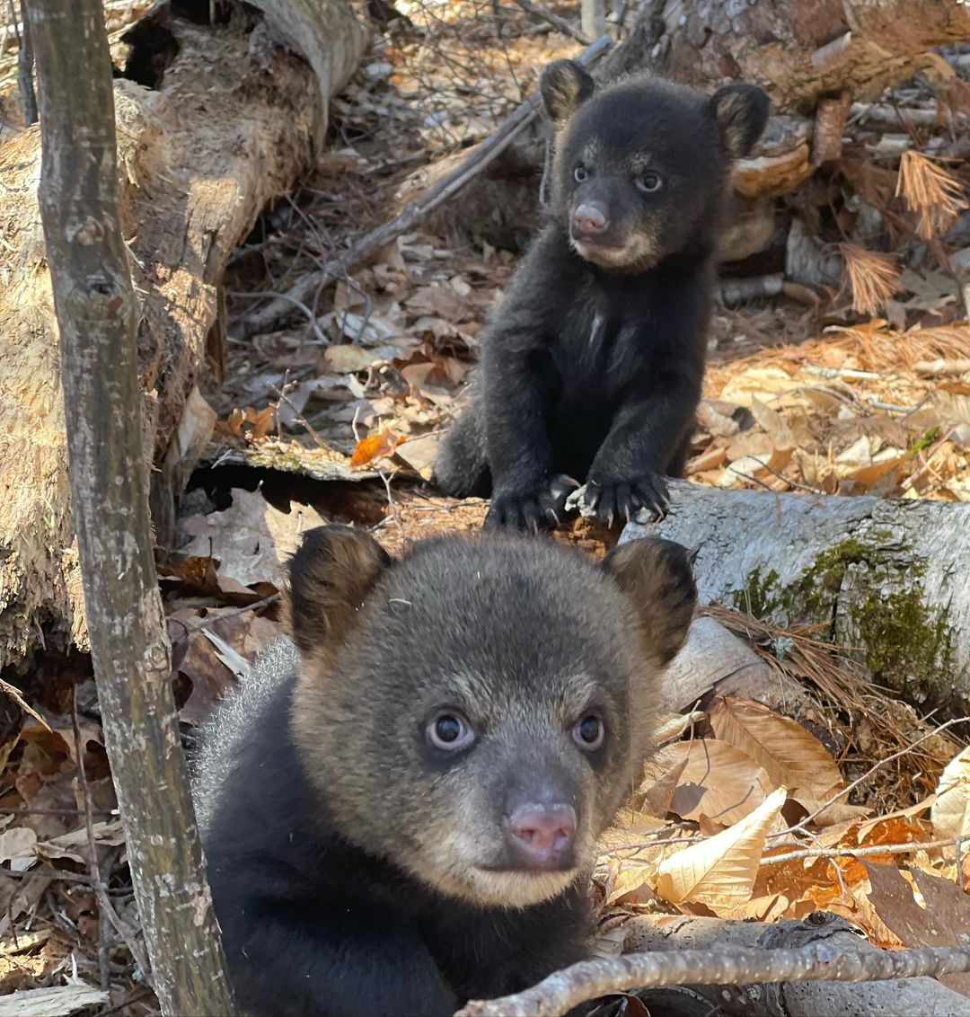 Kilham Bear Center is an animal shelter in New Hampshire, USA, founded by Ben and Ethan Kilham.
