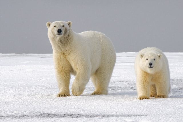 Despite the win for the region's polar bears in terms of offshore drilling, the animals are still threatened by the Trump administration's ongoing effort to open up the Arctic National Wildlife Refuge to oil and gas extraction — notwithstanding opposition from local Indigenous people as well as environmentalists.