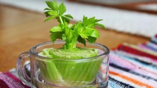 Regrow Food in Water: 10 Foods that Regrow Without Soil