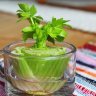 Regrow Food in Water: 10 Foods that Regrow Without Soil