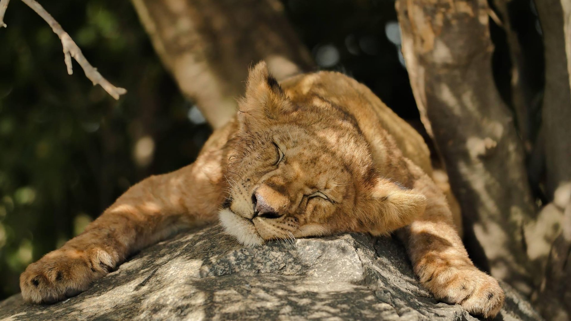 In celebration of #WorldWildLifeDay and our incredibly beautiful planet ...