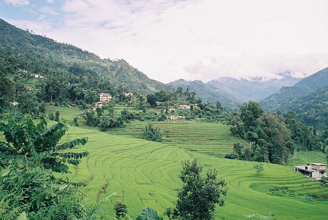 La economía de Sikkim es en gran medida agraria y se basa en la agricultura en terrazas de arroz y en el cultivo de productos como el maíz, el mijo, el trigo, la cebada, las naranjas, el té y el cardamomo. Sikkim produce más cardamomo que cualquier otro estado indio y alberga la mayor superficie cultivada de cardamomo.