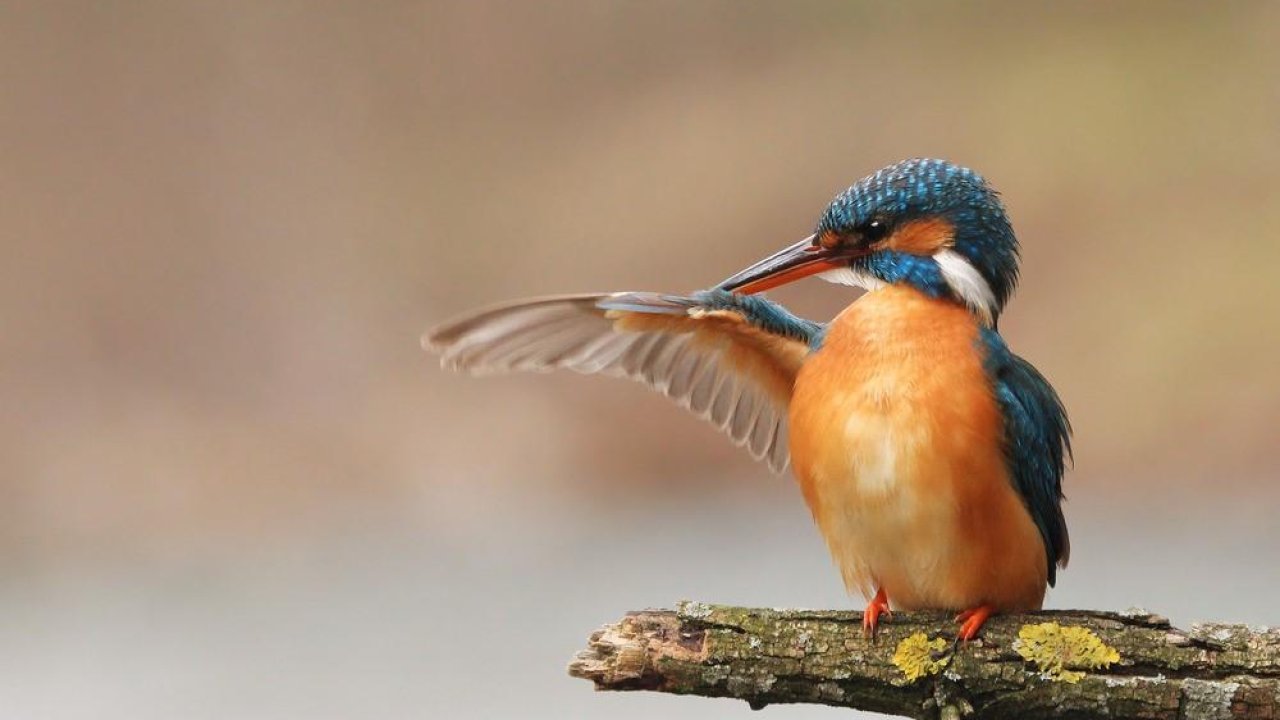 Beautiful Birds: 30 stunning photos by award-winning photographer